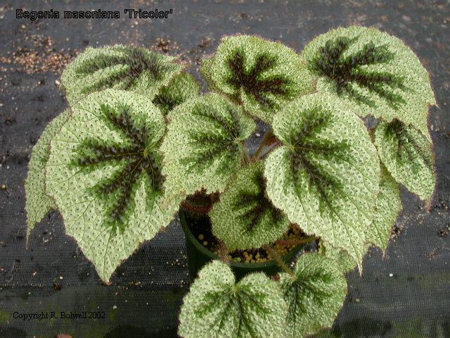 B. ‘masoniana Tricolor’